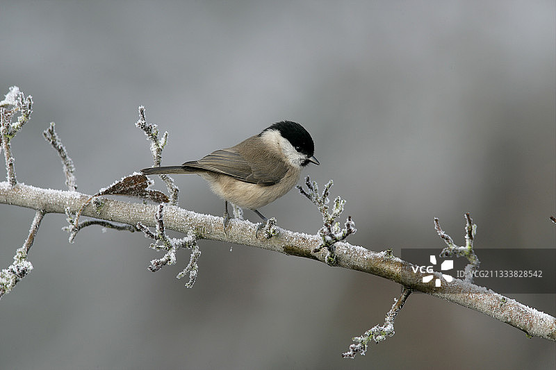 英国冰冻树枝上的柳山雀图片素材