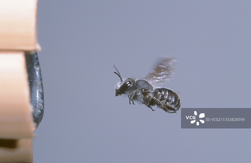 蜜蜂全速飞入蜂巢图片素材