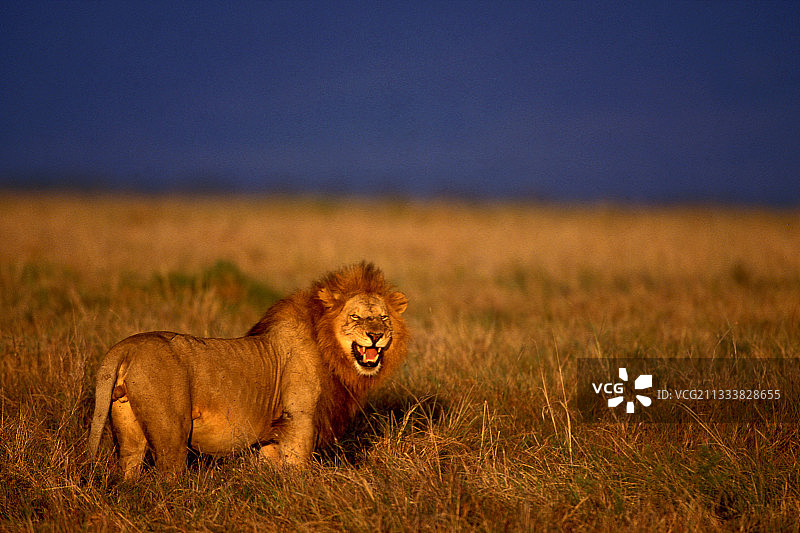 狮子做着鬼脸，肯尼亚马赛马拉图片素材