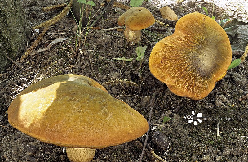 法国的鲜红离褶伞图片素材