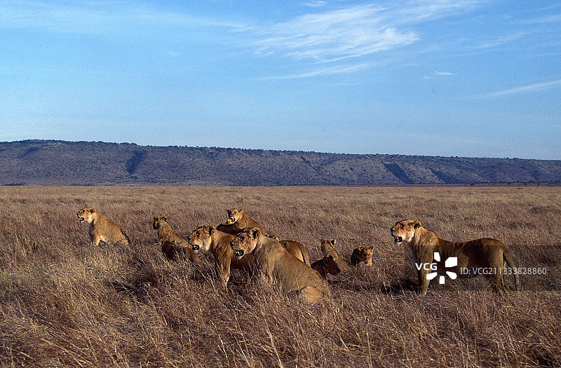 在肯尼亚马赛马拉稀树草原上的雌狮图片素材