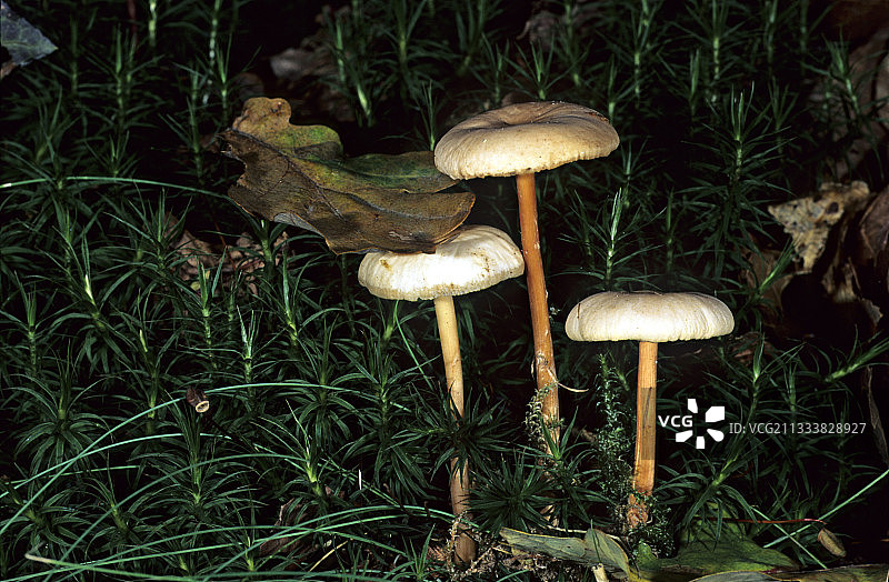 法国的Collybia蘑菇群图片素材