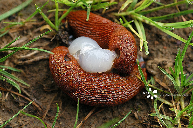 巧克力阿里昂的结合图片素材