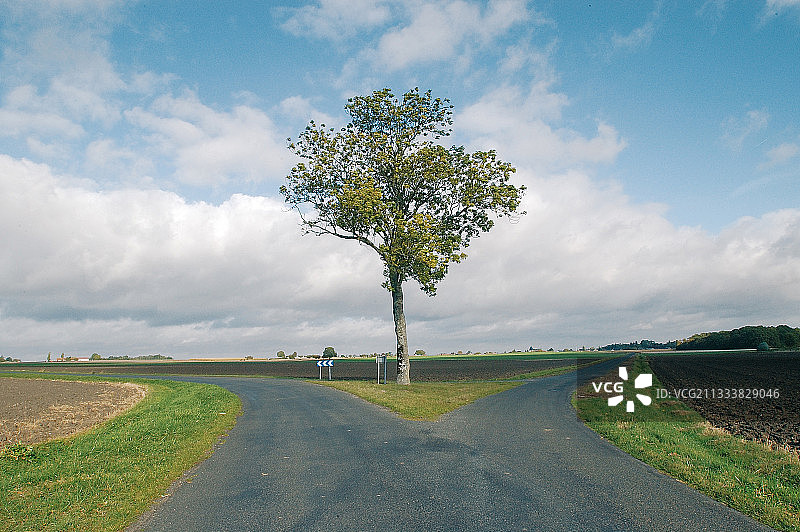 两条道路交叉口中央的树木图片素材