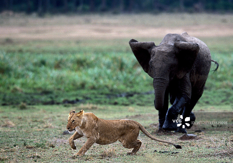 非洲象冲向母狮，马赛马拉，肯尼亚图片素材