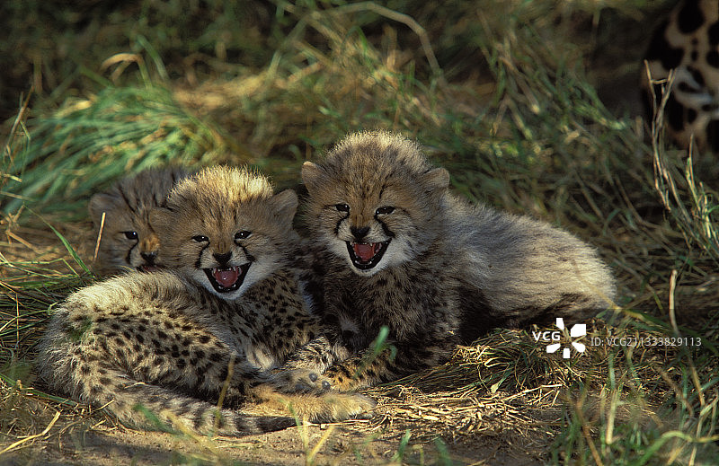 南非卡帕马禁猎区中咆哮的幼年猎豹图片素材