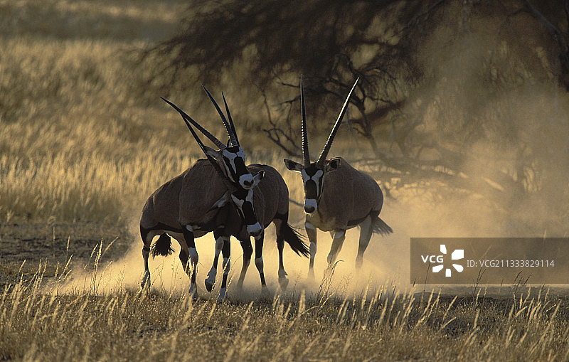 南非卡拉哈迪公园的弯角剑羚雄性之战图片素材