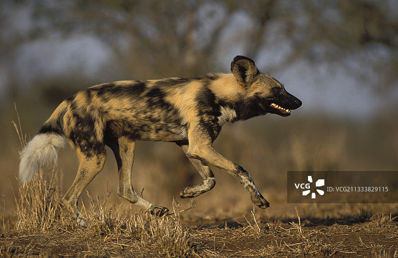 非洲野犬在卡帕马禁猎区捕猎图片素材