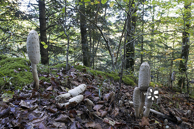 西班牙灌木丛中的鬼伞图片素材