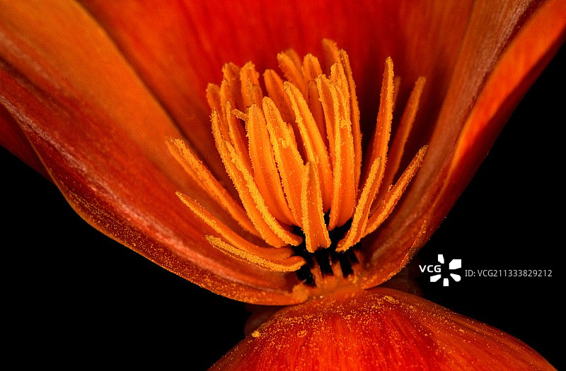 法国花卉细节图片素材