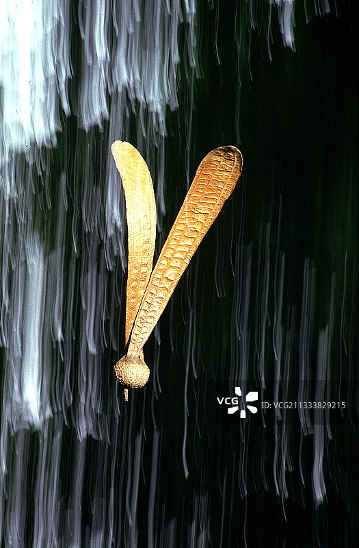 苏门答腊岛上掉落的种子图片素材