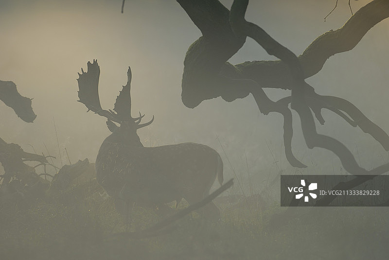 雾中的雄性黇鹿轮廓图片素材