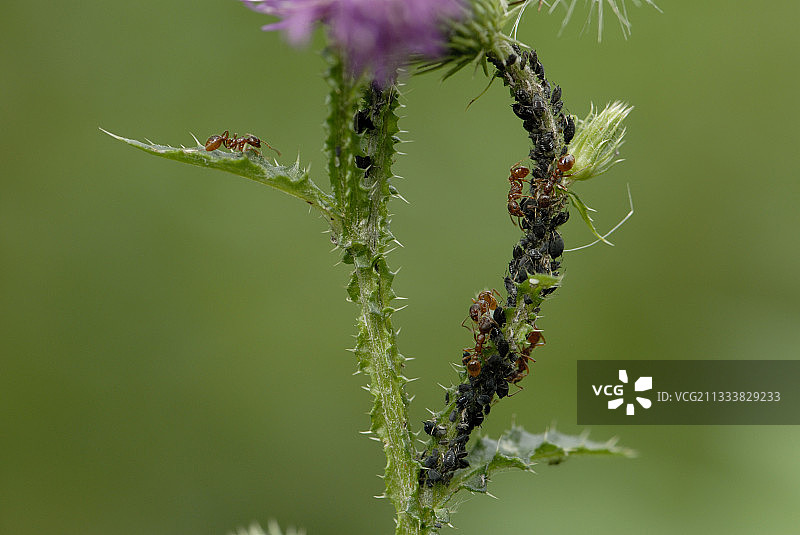 蓟茎上的南方木蚁和蚜虫图片素材