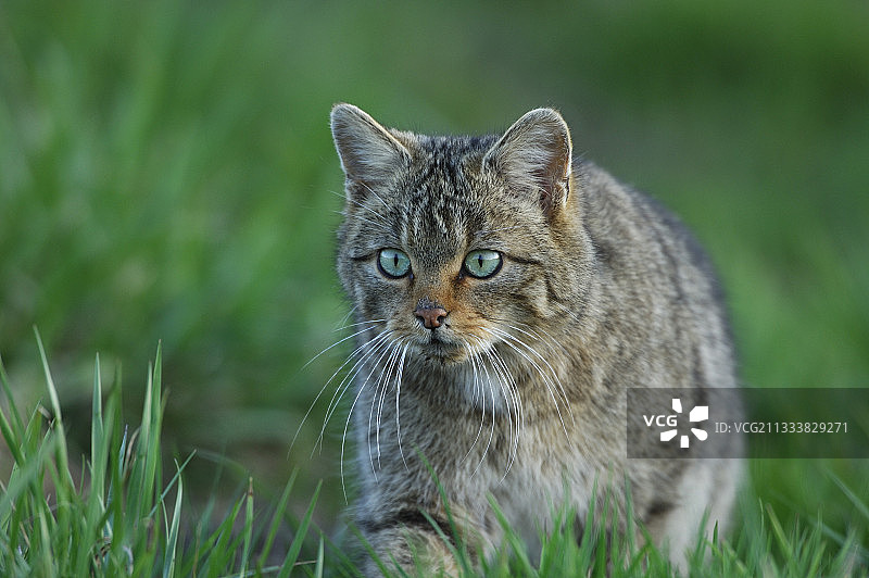 在法国孚日山脉草丛中行走的野猫图片素材