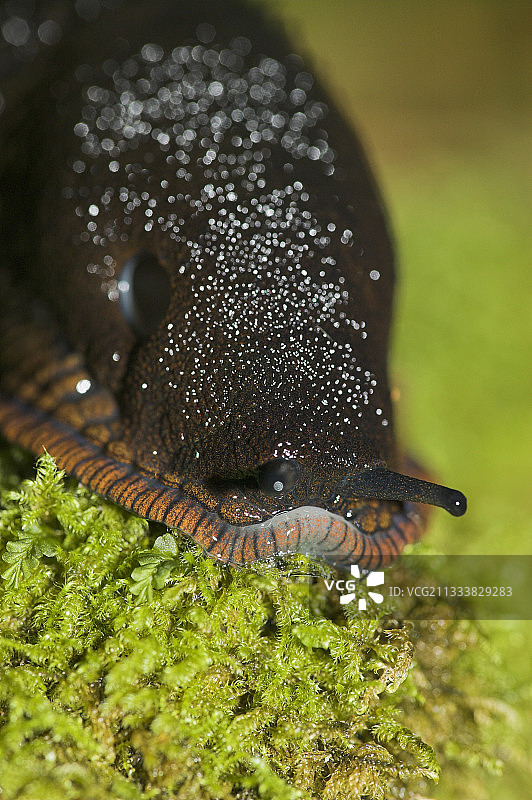 苔藓上的蛞蝓肖像图片素材