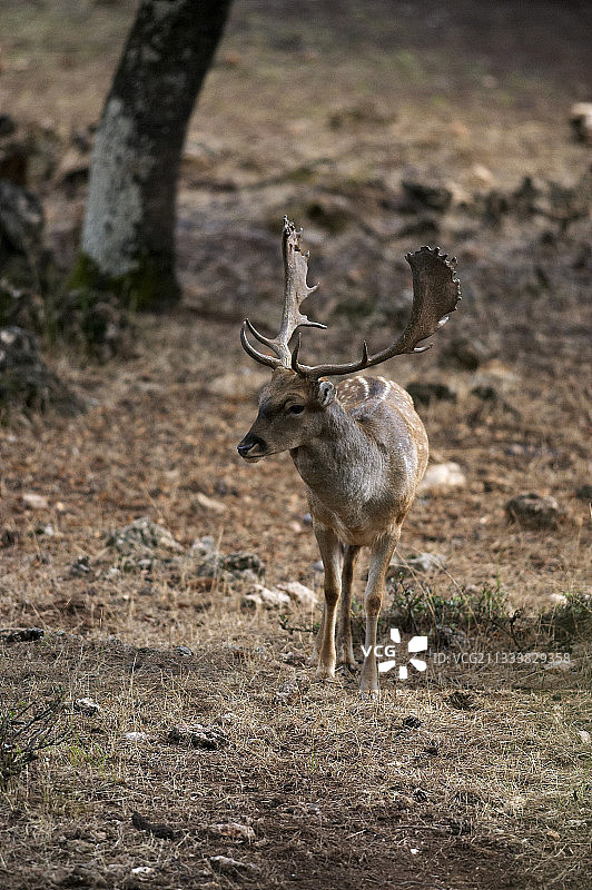 雄性黇鹿观察图片素材