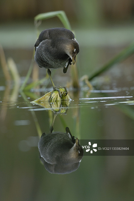 在法国的活力黑水鸡图片素材