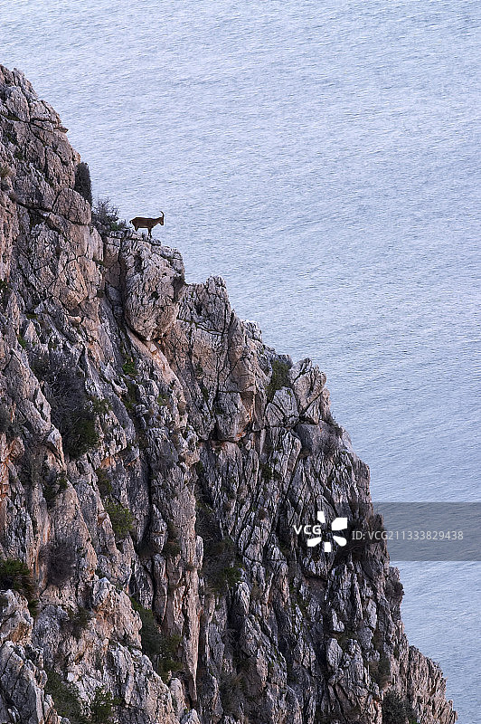 悬崖上的西班牙野山羊图片素材