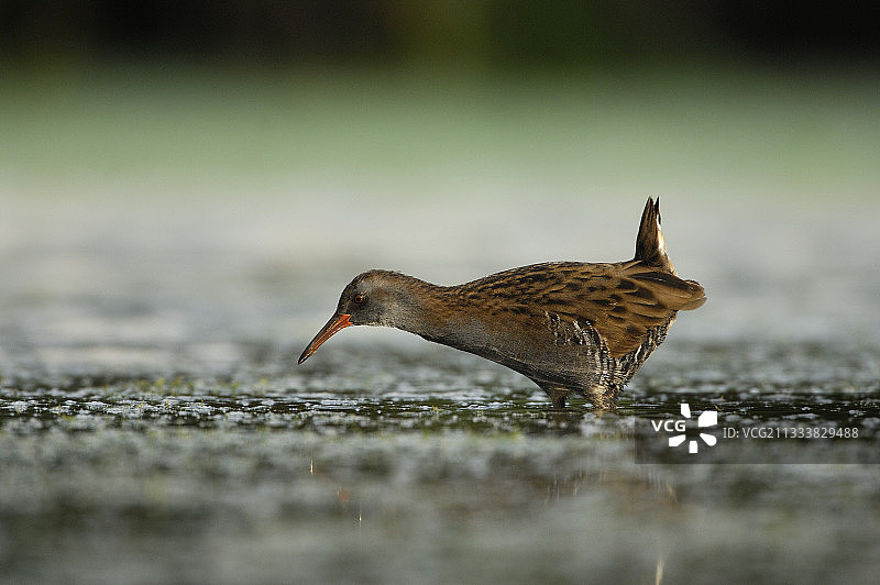 水 rail 进入法国水域图片素材
