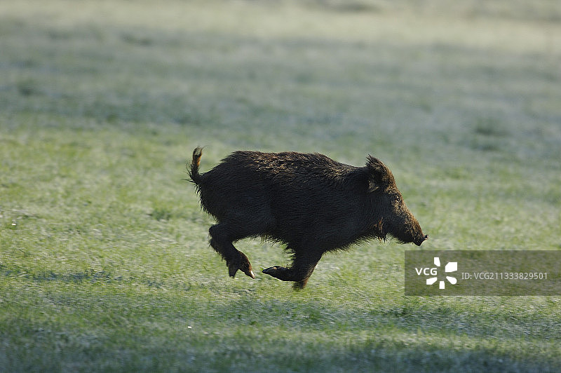 在法国草地上奔跑的雌性野猪图片素材