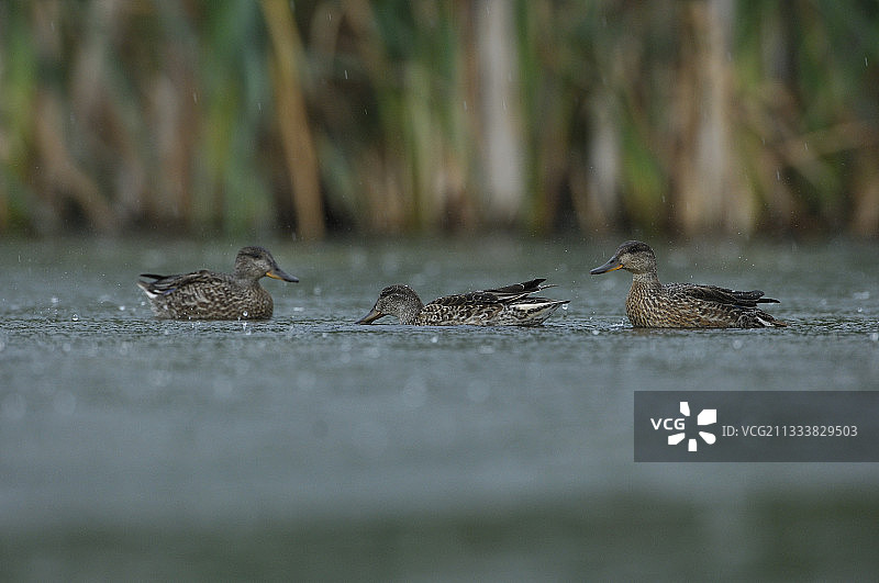 雨中的普通绿头鸭，法国图片素材