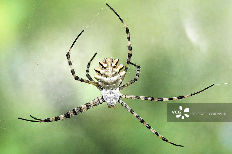 网上的圆叶蛛图片素材