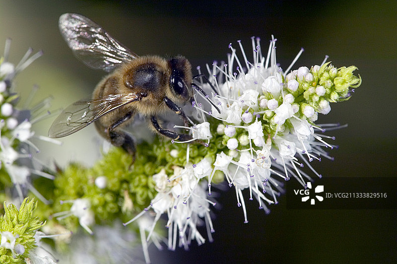 蜜蜂在花上采集花蜜图片素材