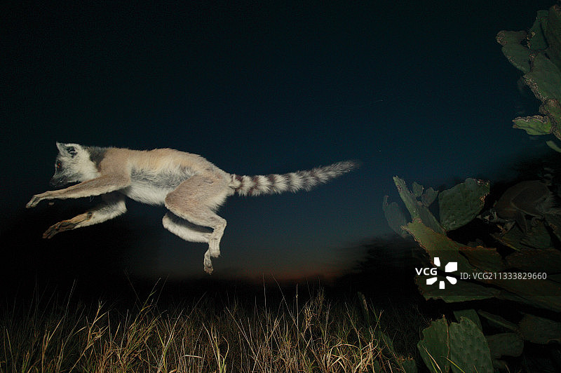 从仙人掌上跳跃去够到沐浴阳光后沉睡的树图片素材
