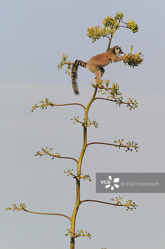 歉收之年，森林里食物不足，狐猴群正在前往剑麻田寻找花朵。图片素材