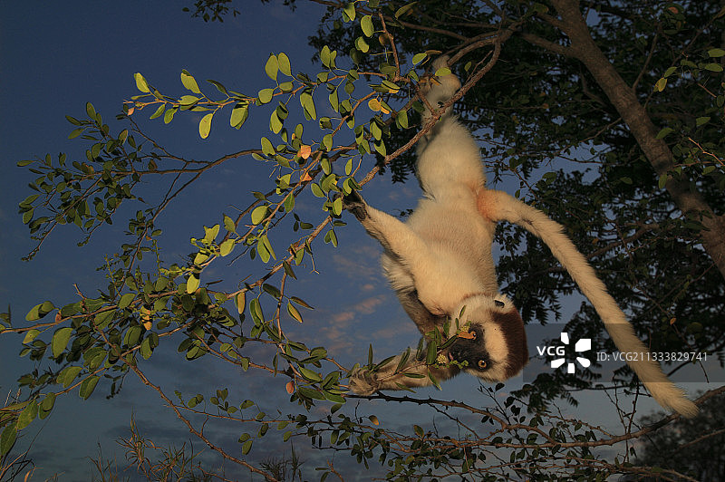 日落后，温度降低，昼行狐猴依然活跃图片素材
