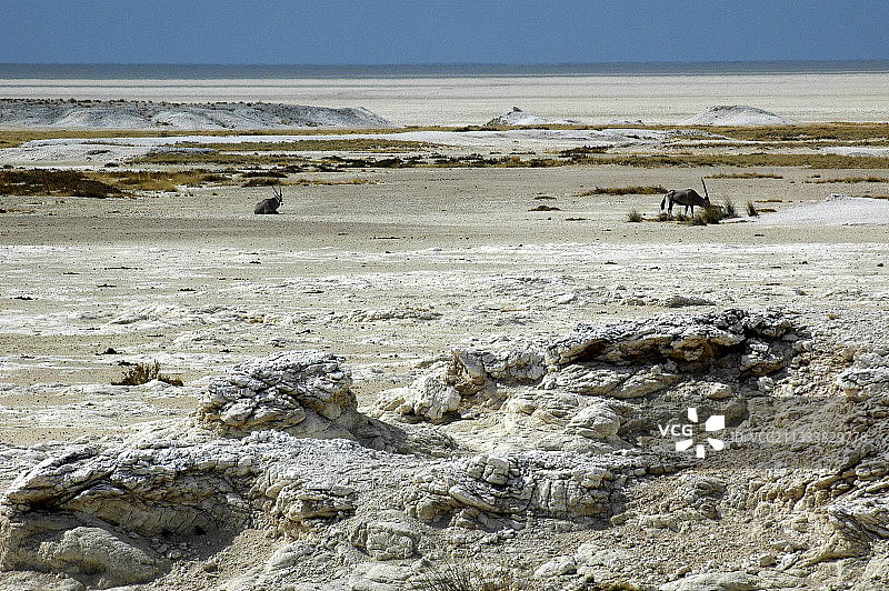 埃托沙干涸泻湖边缘的剑羚图片素材