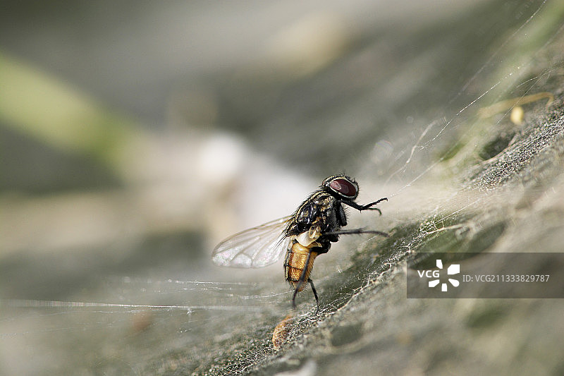 被蜘蛛网捕获的苍蝇图片素材