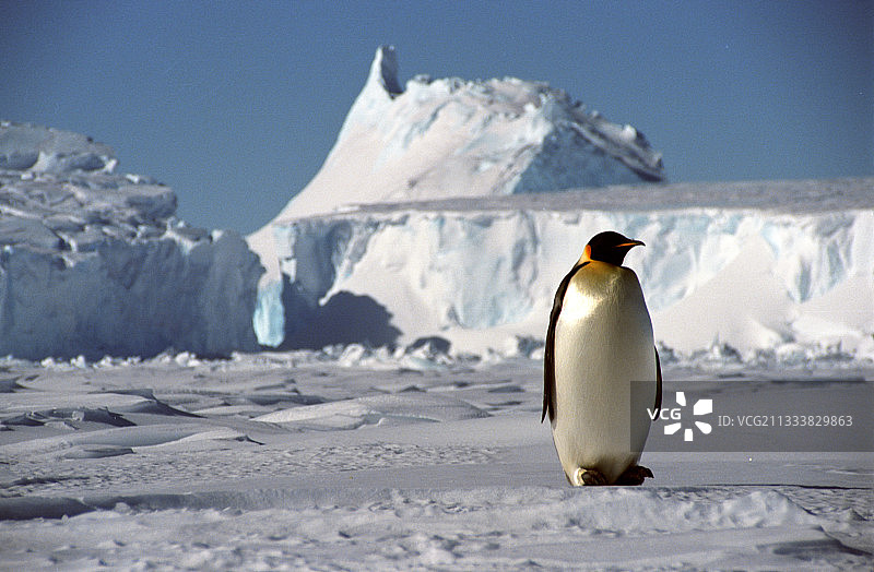 成年帝企鹅图片素材