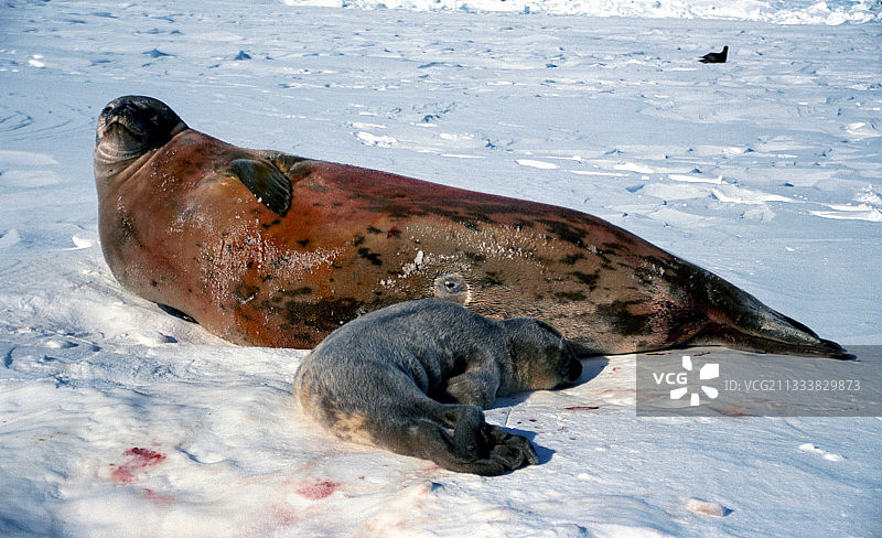 雪地上仍可见一周前凝固的血迹，年轻人被两个乳头哺乳图片素材