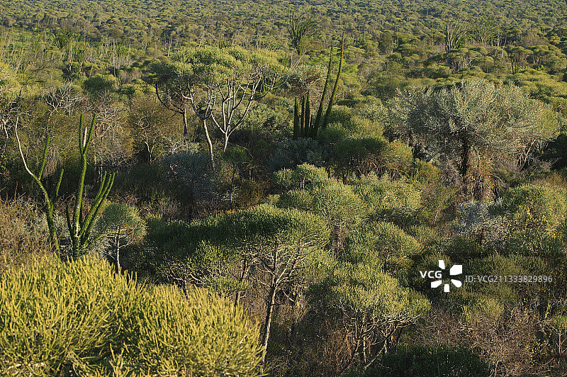 马达加斯加贝伦蒂的针刺灌木图片素材
