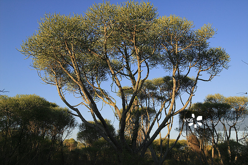 马达加斯加贝伦蒂的针刺灌木图片素材