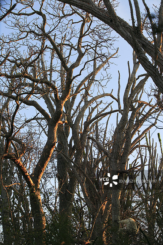 马达加斯加刺灌木 Berenty图片素材