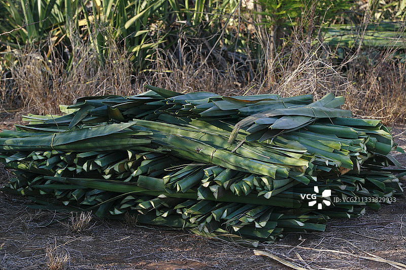 在贝伦蒂马达加斯加采集龙舌兰叶图片素材