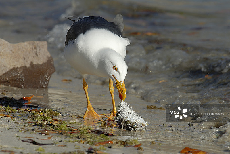 海鸥在海边捕鱼图片素材