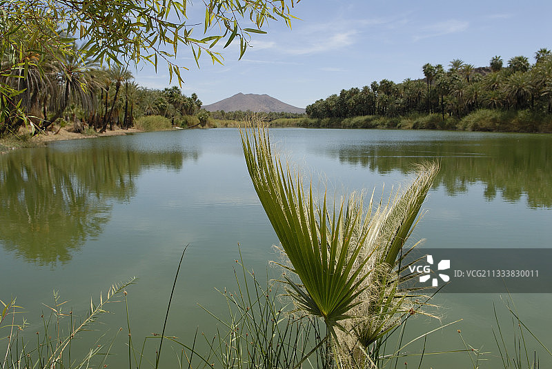 圣伊格纳西奥河边的棕榈树绿洲图片素材