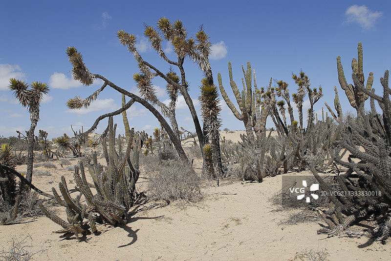 维兹卡伊诺沙漠中的丝兰和仙人掌图片素材