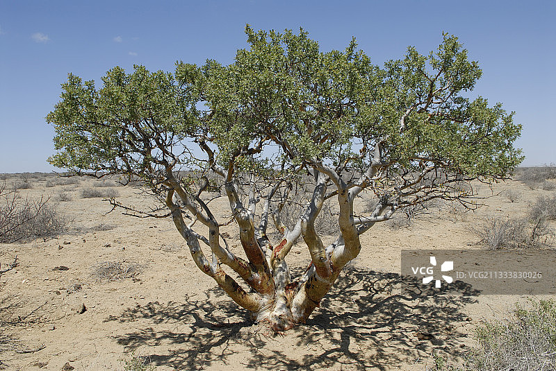 维兹卡伊诺沙漠中的漆树科植物图片素材