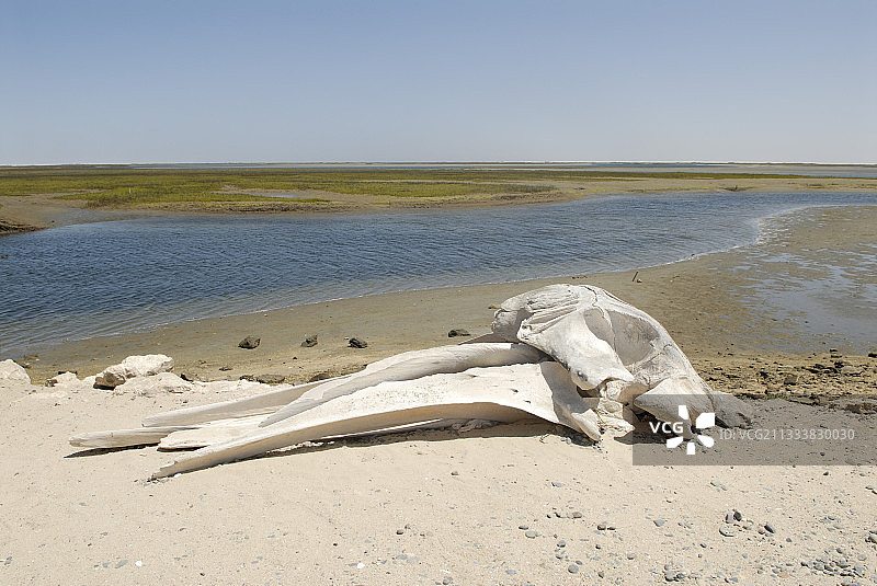 奥霍德列夫雷潟湖中的灰鲸头骨图片素材
