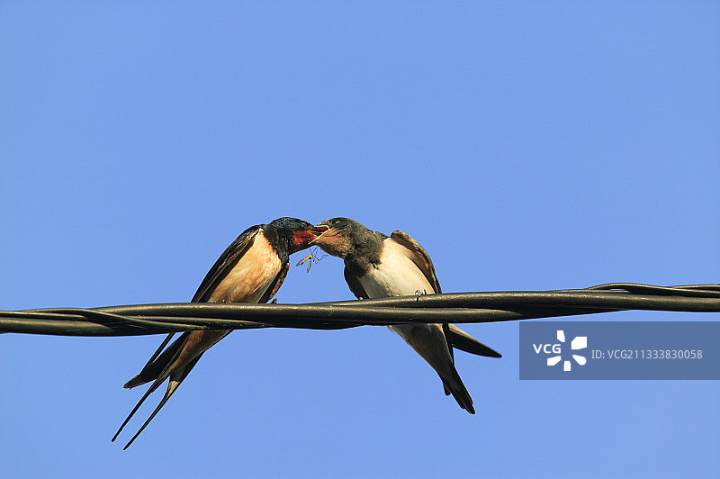 燕子哺育幼鸟，法国图片素材
