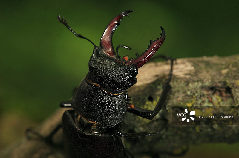 勃艮第雄性锹甲图片素材
