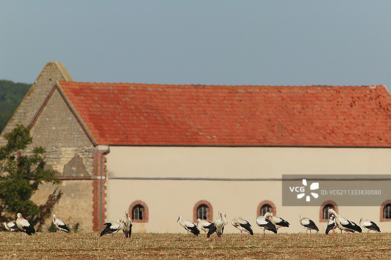 秋季迁徙中的白鹳，勃艮第，法国图片素材
