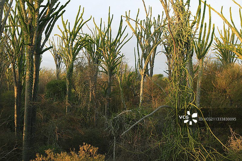 马达加斯加贝伦蒂的马岛刺灌丛图片素材