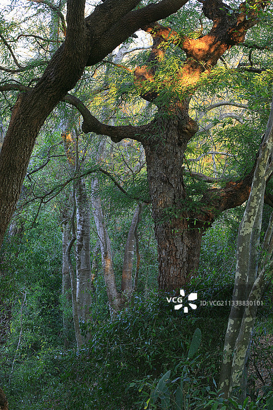 狐猴在廊道林中觅食的重要树木图片素材