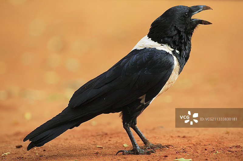 花彩鹊，贝伦蒂保护区，马达加斯加图片素材
