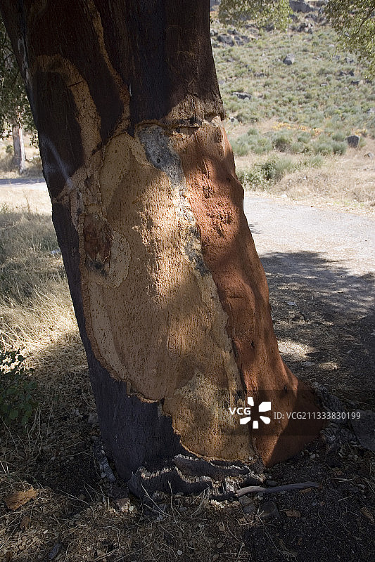 葡萄牙瓜达区皮涅尔附近的栓皮栎图片素材